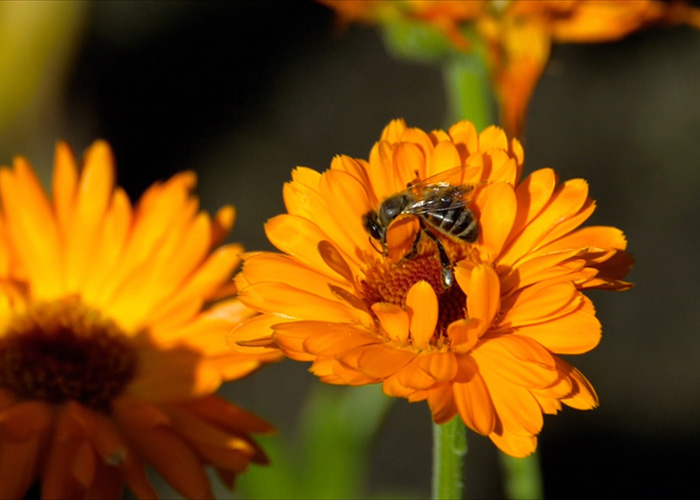 Activix cvijet nevena